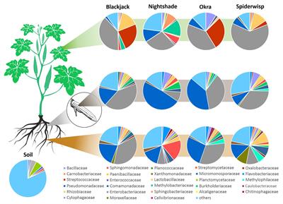 Exploring the Microbiota of East African Indigenous Leafy Greens for Plant Growth, Health, and Resilience